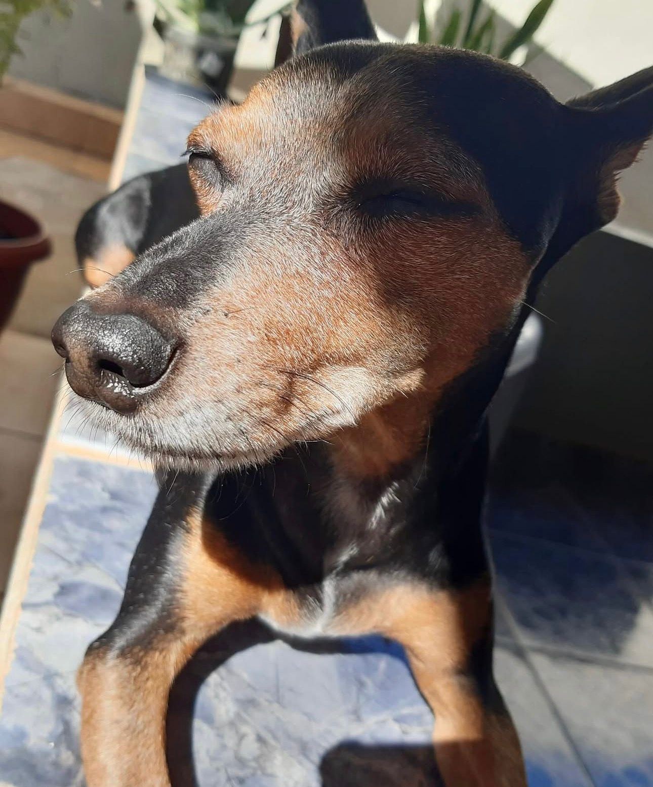 Belinha tomando sol